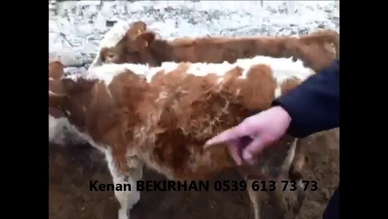 Kars Simental Buzağı fiyatları 2014, Kars Simental Cinsi inek, Kars Simental Dana, Kars Simental Dana Fiyatları