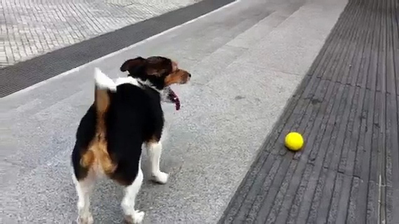 Dog play with the ball