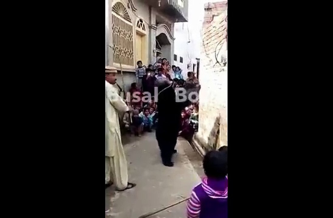 bear dance nust watch