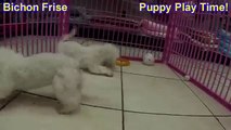 Bichon Frise, Puppies, For, Sale, In, East Honolulu, Hawaii, HI, Makaha, Pukalani, Haiku Pauwela, Ma