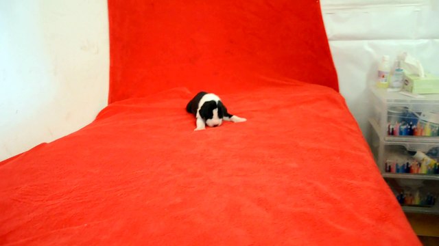 Chiot Dogue Allemand à 9 jours de l'élevage des Joyaux d'Allythélia