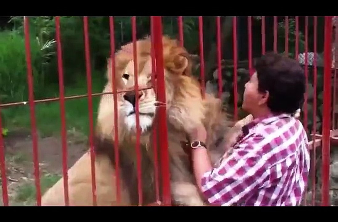 A lion hug kiss woman who was saved from the. 8 years ago