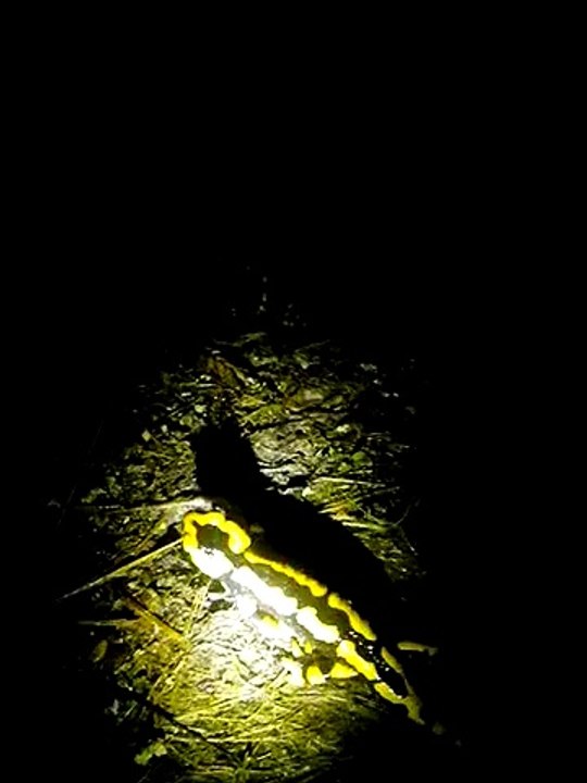 Rencontre nocturne avec une salamandre