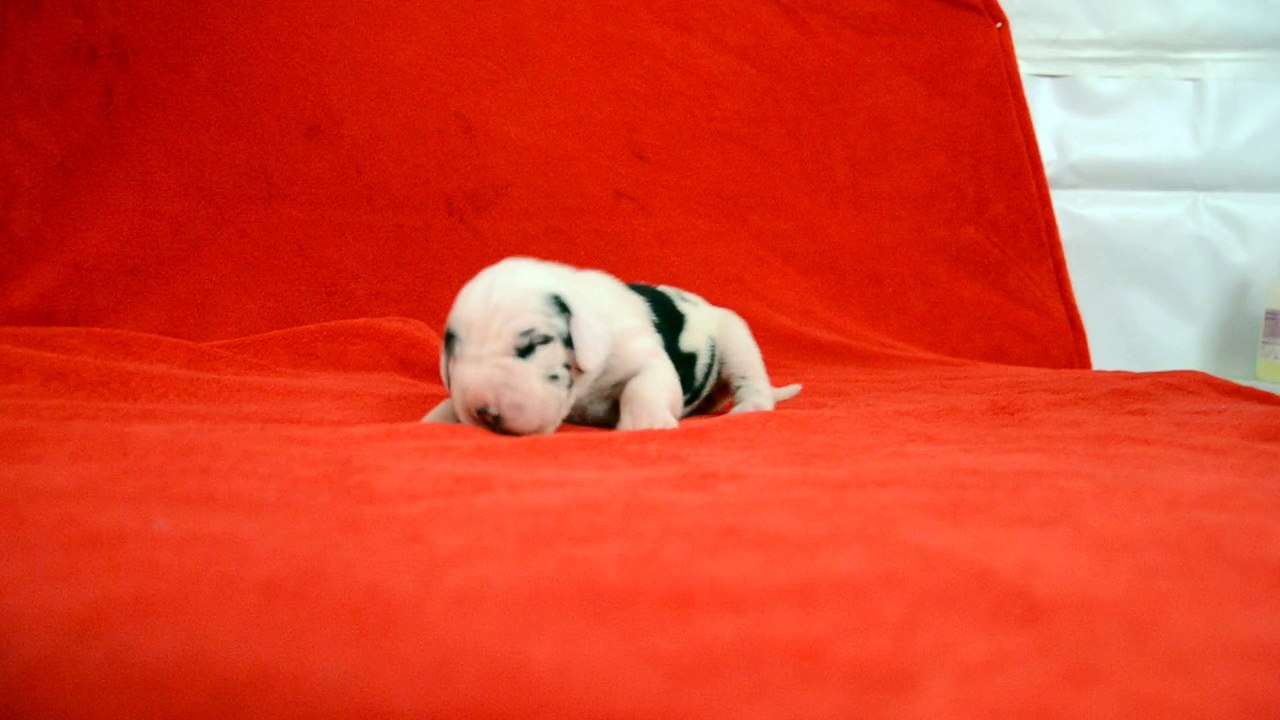 Elevage des Joyaux d'Allythélia Chiot Dogue Allemand 9 jours