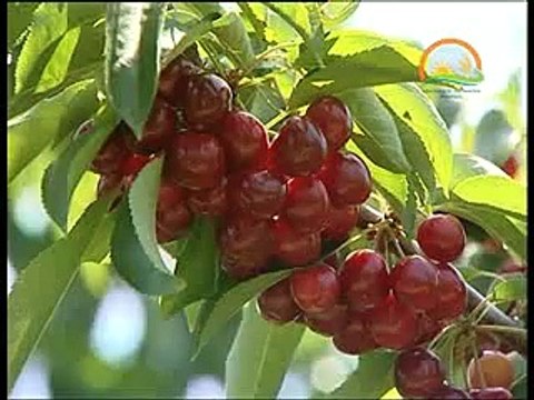 BODUR KİRAZ YETİŞTİRİCİLİĞİ