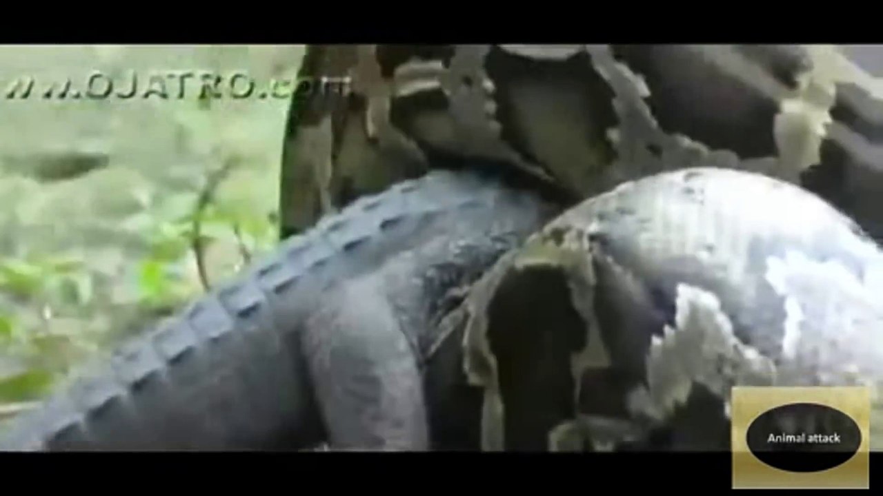 Anaconda Vs Crocodile - Crocodile Vs Anaconda