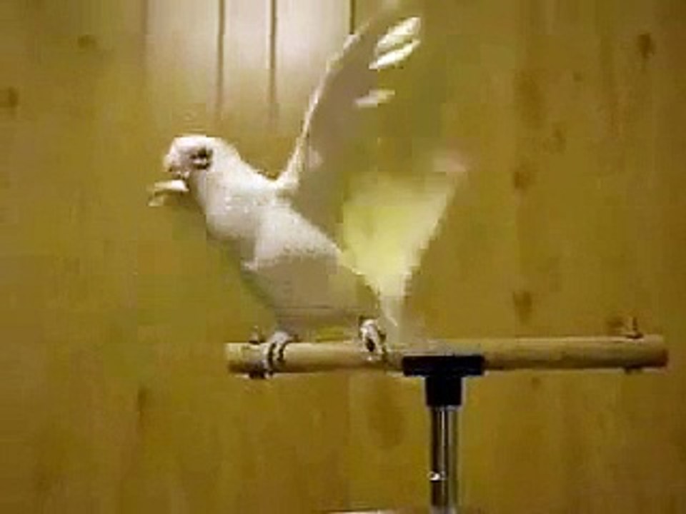 amazing parrot