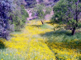Tom Jones - Field Of Yellow Daisies