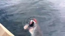 Shark Steals Fish