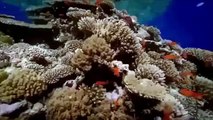 DEATH OF THE OCEANS   HORIZON   Discovery Animals Nature documentary