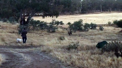 Discovery: Australian Animals