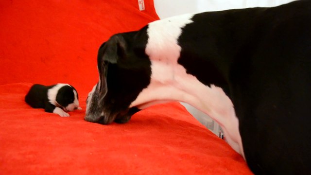 Elevage des Joyaux d'Allythélia Chiot Dogue Allemand LILOU 9 jours