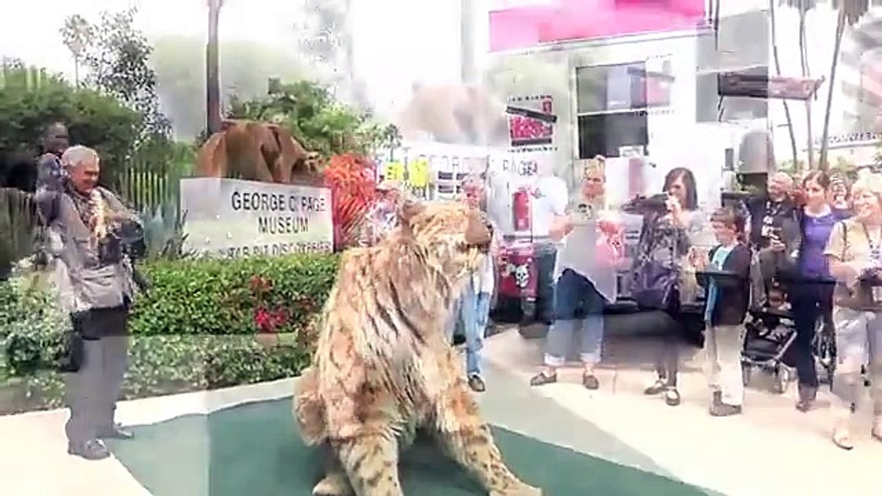 2 Million Dollar pet_ lion