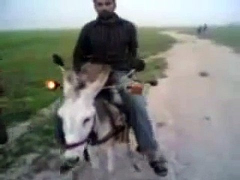 pakistani funny video Eid Bakra 2013 Goar New Funny Clips Pakistani 2013