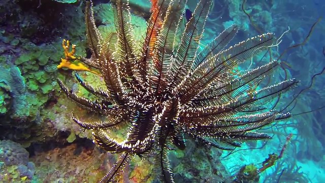 Scuba Diving Bonaire , Part 2 - GoPro Hero 3