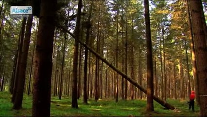 Forêts : à quoi servent-elles ?