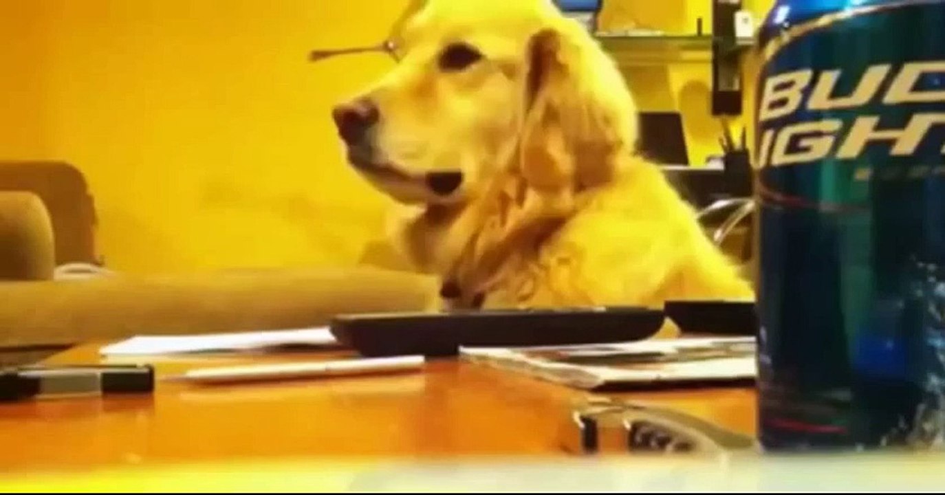 The Best Funny Animal Video on the internet Wins & Fails