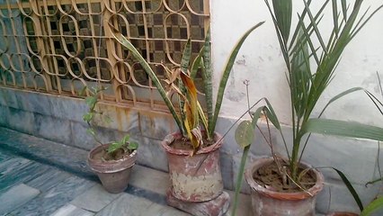 Qmobile Noir A10 for Camera