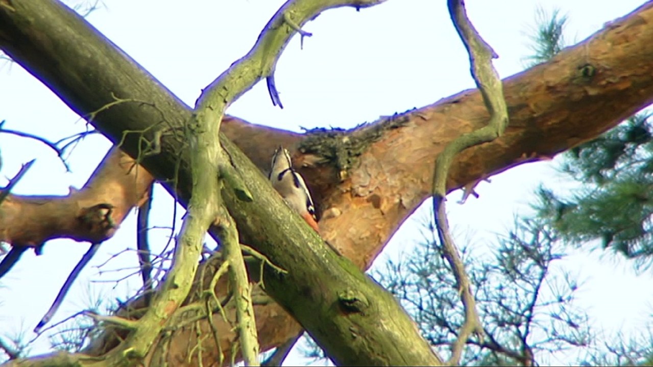 rbb Aktuell: Grunewald wird Wald des Jahres 2015