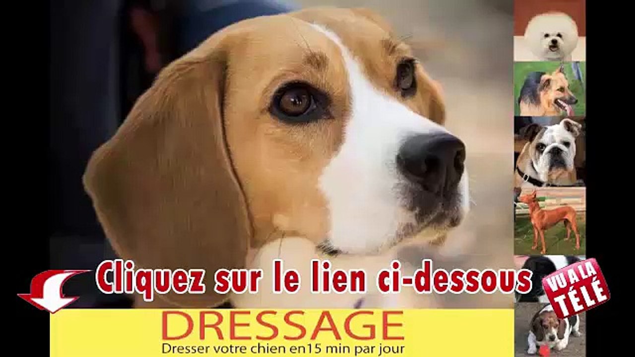 Dresser Votre Chien En 15 Minutes Par Jour Pdf Gratuit
