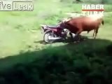 Super Kocak   Sapi VS Motor