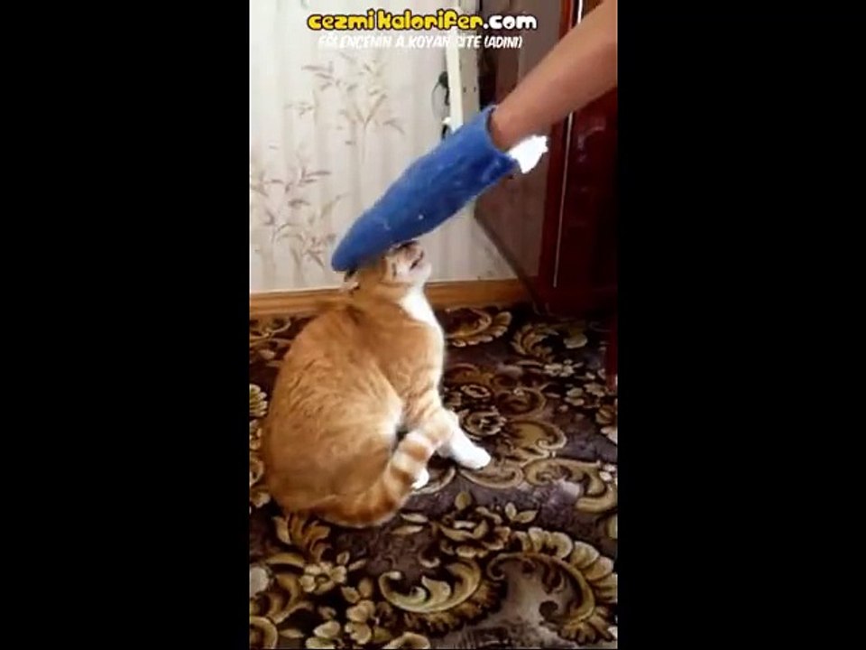 Sahibinin Anca Eldivenle Sevebildiği Kedi  Kedinin intikamı