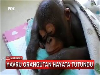 Yavru Orangutan hayata tutundu Yürümeyi ve tırmanmayı öğrendi