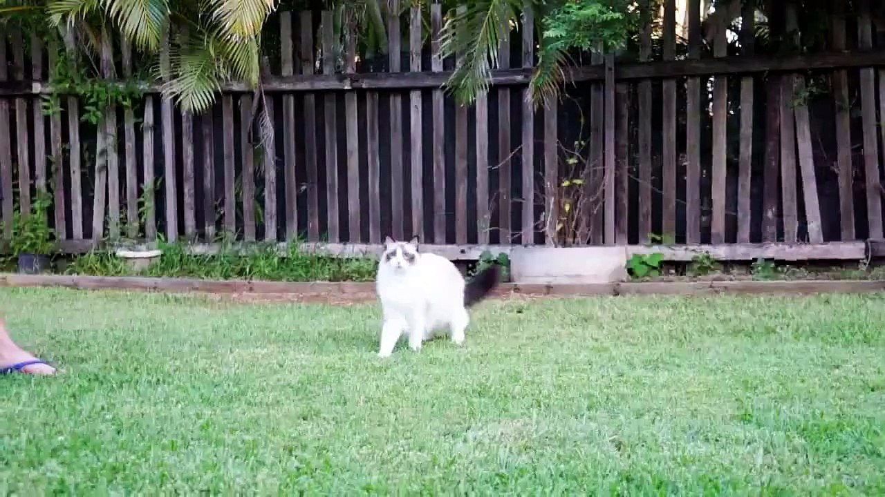 Детишки Киндеришки.Пушистик совершает супер прыжки