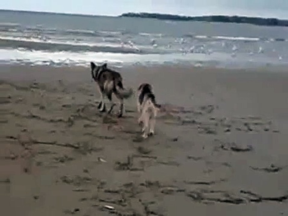 На море с собакой. Они в прекрасном настроении гоняют птиц