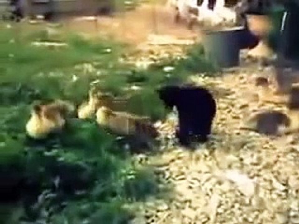 Потасовка жестокая утенка и котенка.Драка.Смешно и прикольно