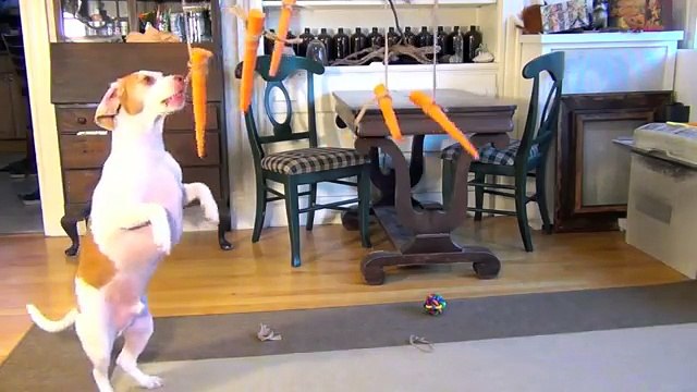 Dog vs. Flying Carrots- Funny Dog Maymo video by every news