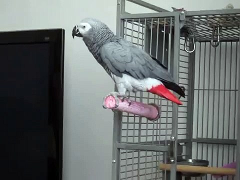 My Name Is Bond_ James Bond - Lottie my African Grey Parrot video by every news
