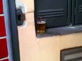 A Cockroach Drinks Beer蟑螂偷喝啤酒