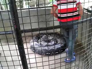 Largest Python Snake Ever幫跟人的身體一樣粗的蟒蛇洗澡