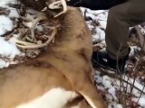 Police Use Taser To Save Wounded Deer 消防員搶救角卡住的鹿