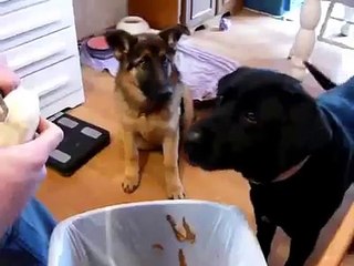 Невероятная реакция, которая вас удивит! 😲