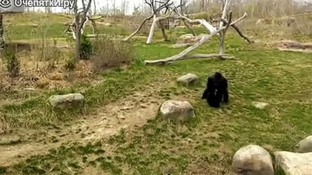 ГОРИЛЛА VS ГУСИ!!!