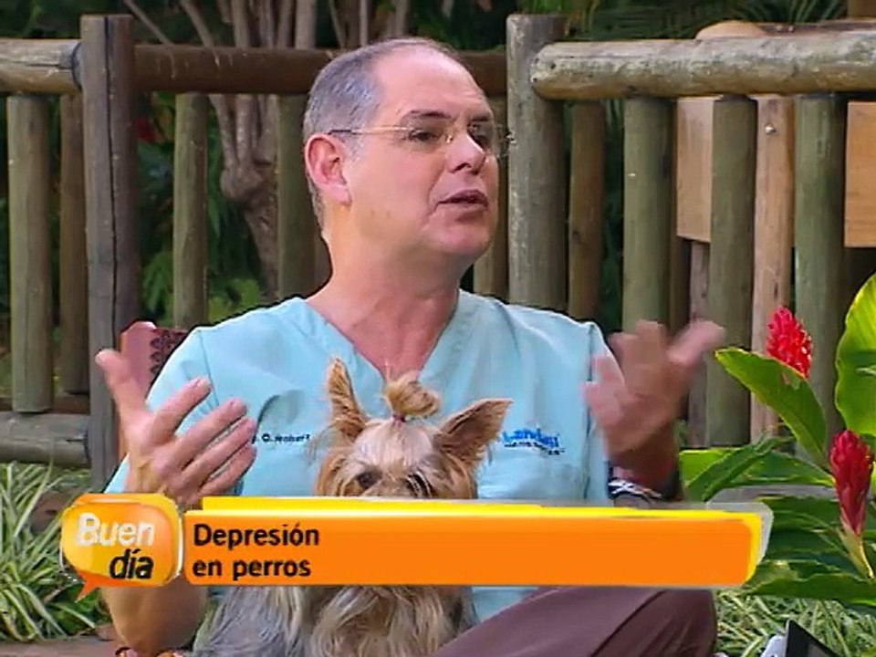 Depresión en perros