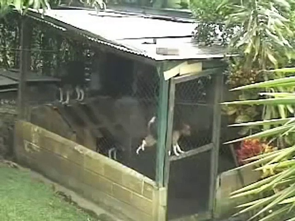 Mission Impossible Dog  )