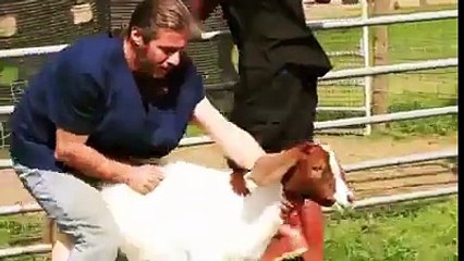 Tamamen Teslim Olan Hayvanlar..