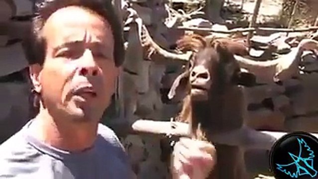 Hayvanların Komik Halleri..