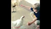 Chickens got feelings too