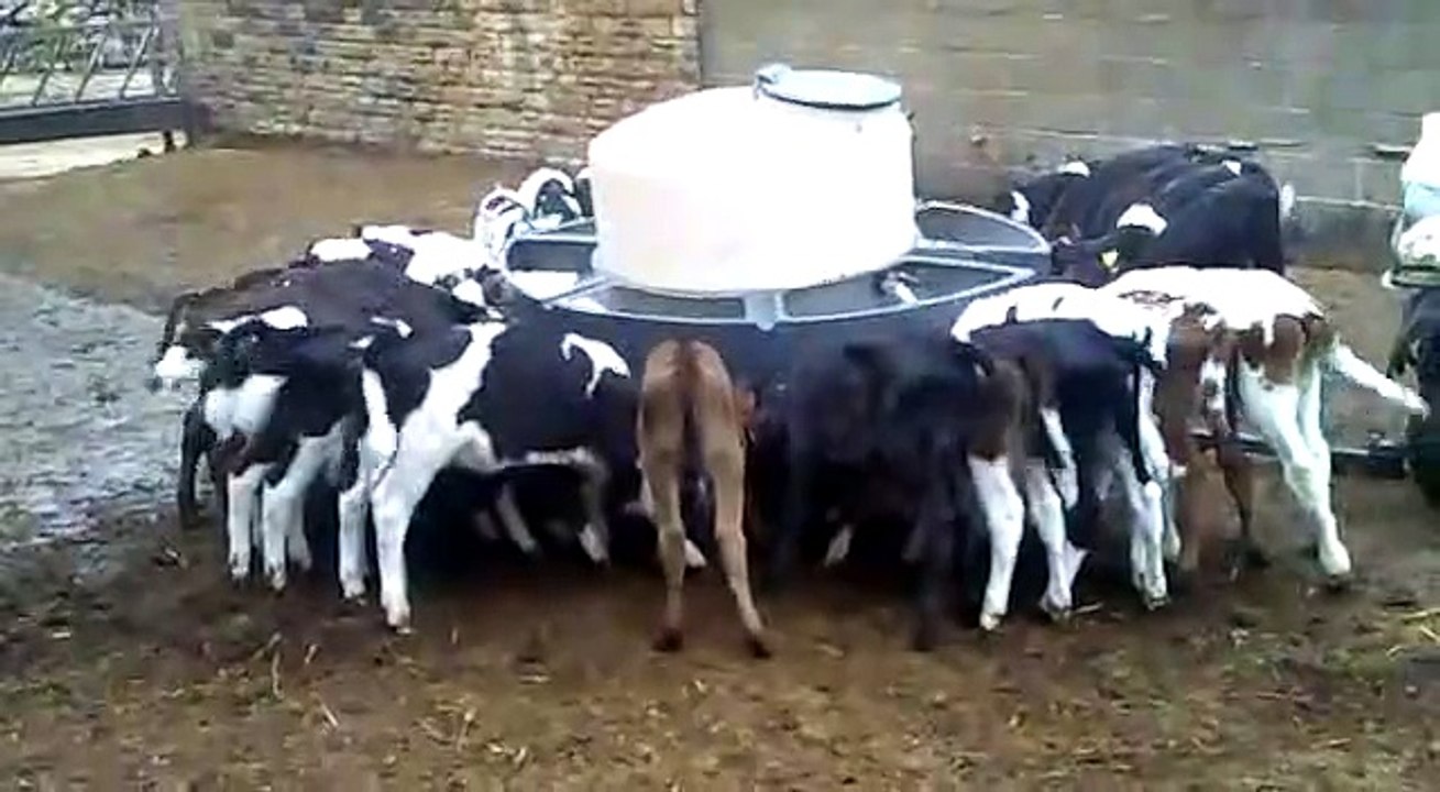 full otomatik buzağı emzirme makinesi