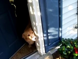 Dog Welcoming Soldier Home