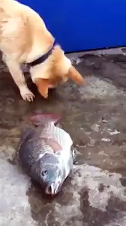 Value of life He understand better than Human