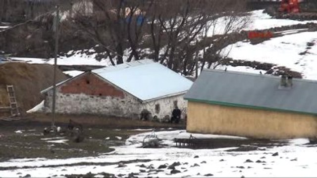 Kredili Koyun Aldılar, Borç Ödemek İçin Gurbete Gittiler