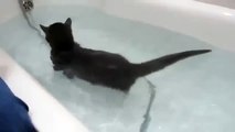 Suda Balık Gibi Yüzen Sevimli Kedi