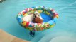 Ce chien a trouvé le moyen d'aller dans la piscine sans se mouiller!