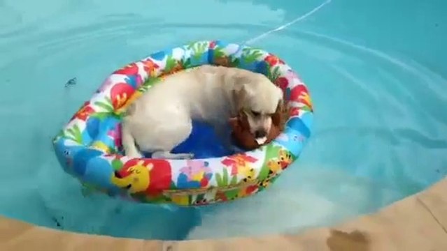 This dog hates water but loves boat! Hilarious...