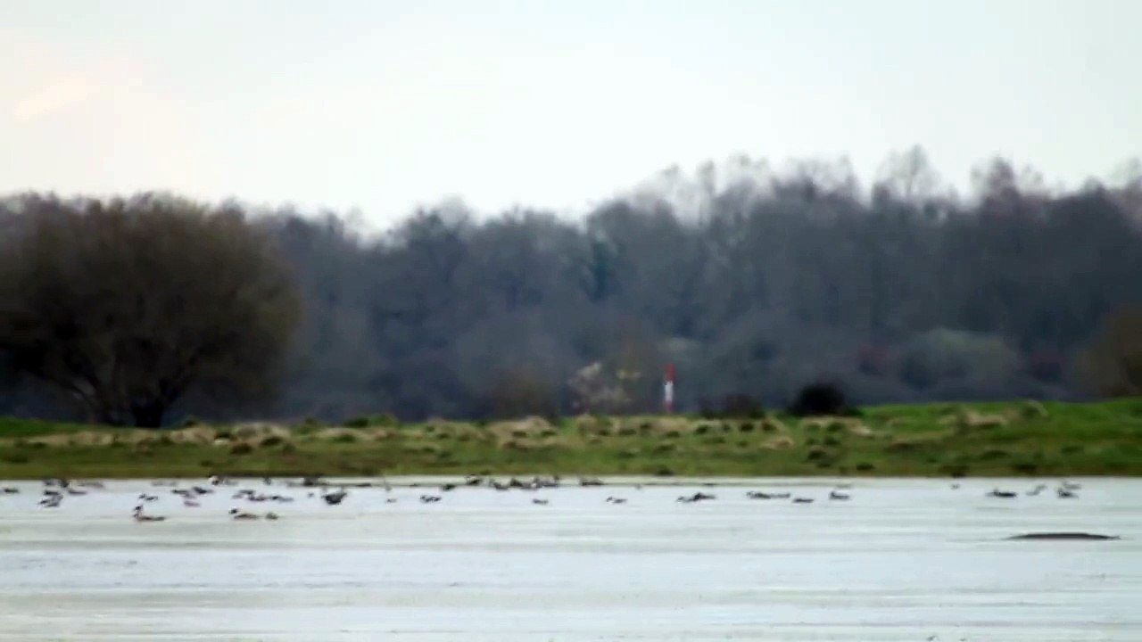 Marais du Lac de Grand Lieu Le: 22/03/2015